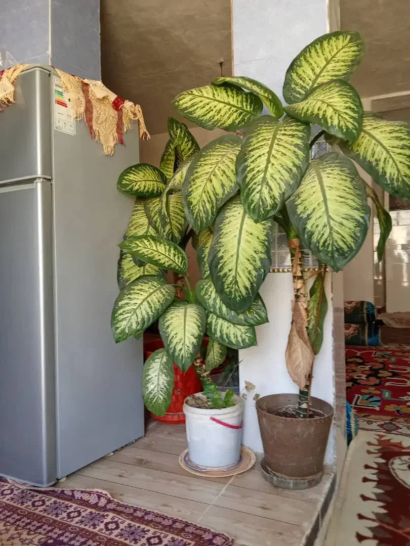 گل زیبا|گل و گیاه طبیعی|یاسوج, |دیوار