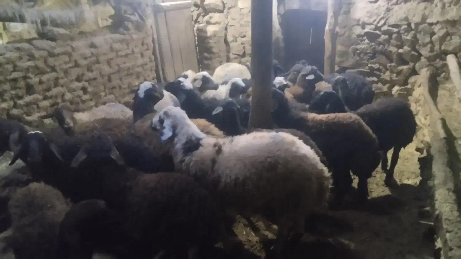 فروش تعدادی بره نروماده|حیوانات مزرعه|کرفتو, |دیوار