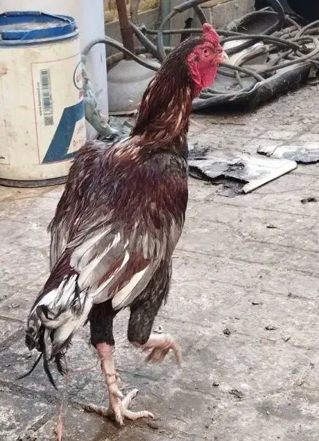 خروس و دوتا مرغ|حیوانات مزرعه|چابهار, |دیوار