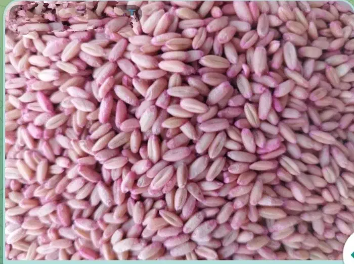 فروش تفاله چغندر و انواع بذر گندم و جو|عمدهفروشی|ارشق, |دیوار