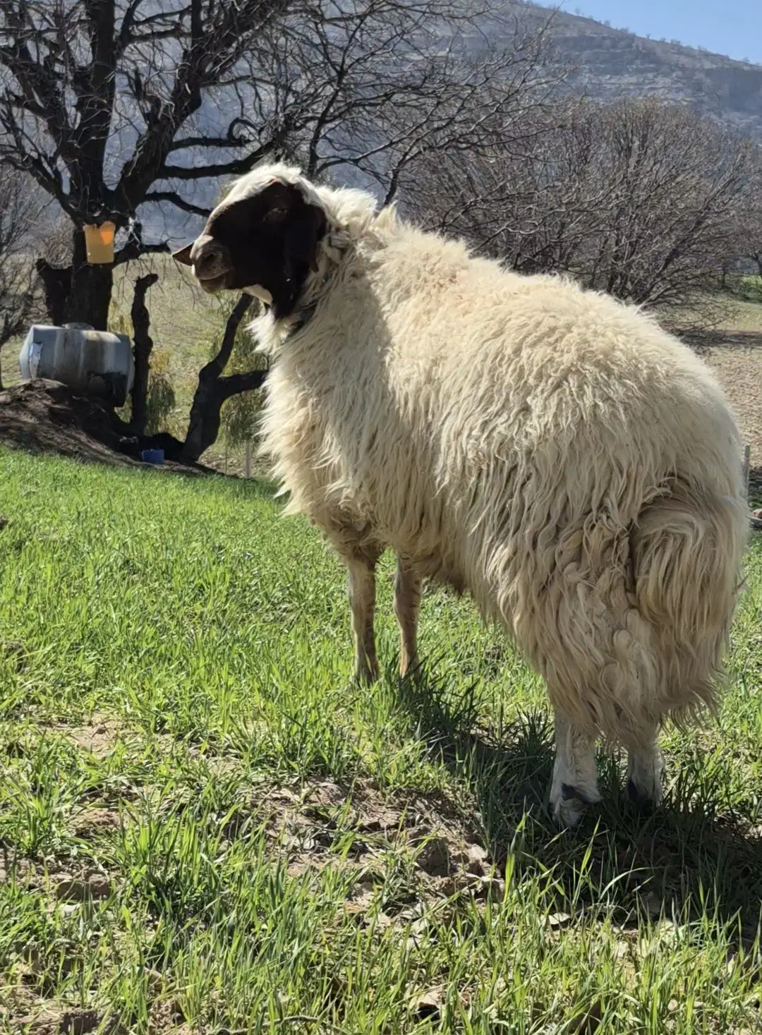 قوچ|حیوانات مزرعه|کرمانشاه, |دیوار