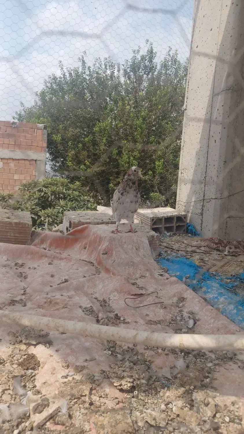 کبوتر‌پرشی‌‌برای‌فروش|پرنده|گرگان, |دیوار