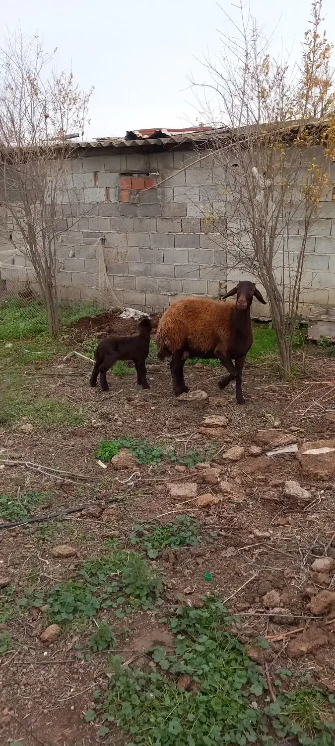 گوسفند شیشک بره دار قزل افشار|حیوانات مزرعه|سیمین شهر, |دیوار