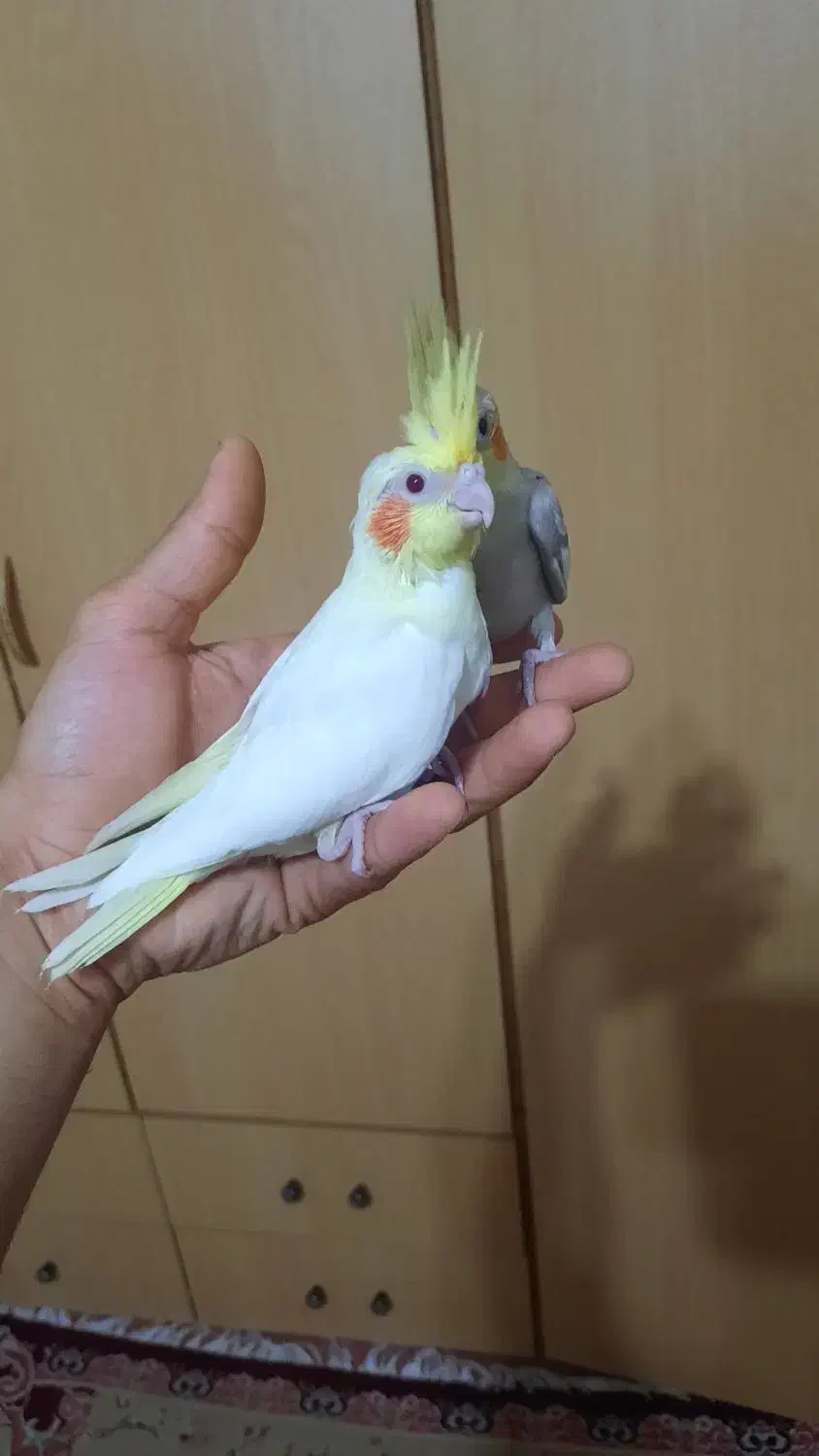 جوجه عروس ،بالغ|پرنده|رشت, نیروی دریایی|دیوار