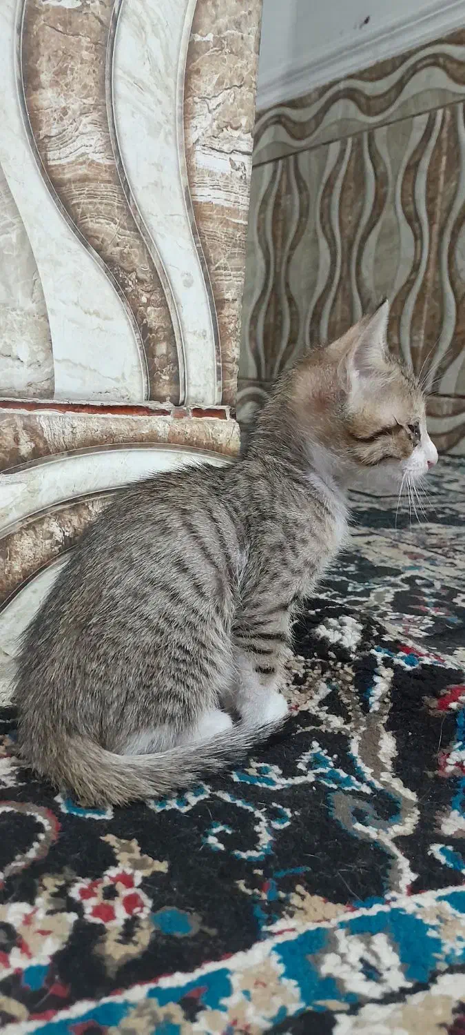 توله گربه|گربه|اهواز, کمپلو جنوبی|دیوار