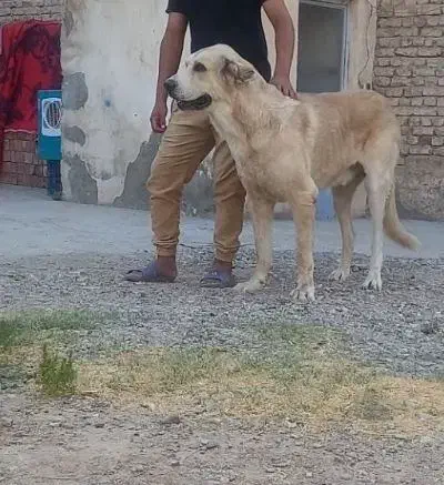 سگ گم شده|سگ|ملکان, |دیوار