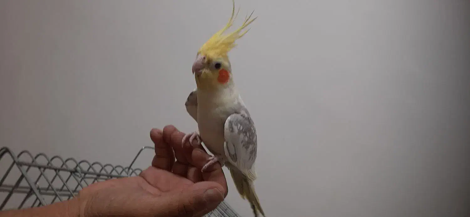 عروس هلندی سخنگو|پرنده|تهران, سبلان (لشگر)|دیوار