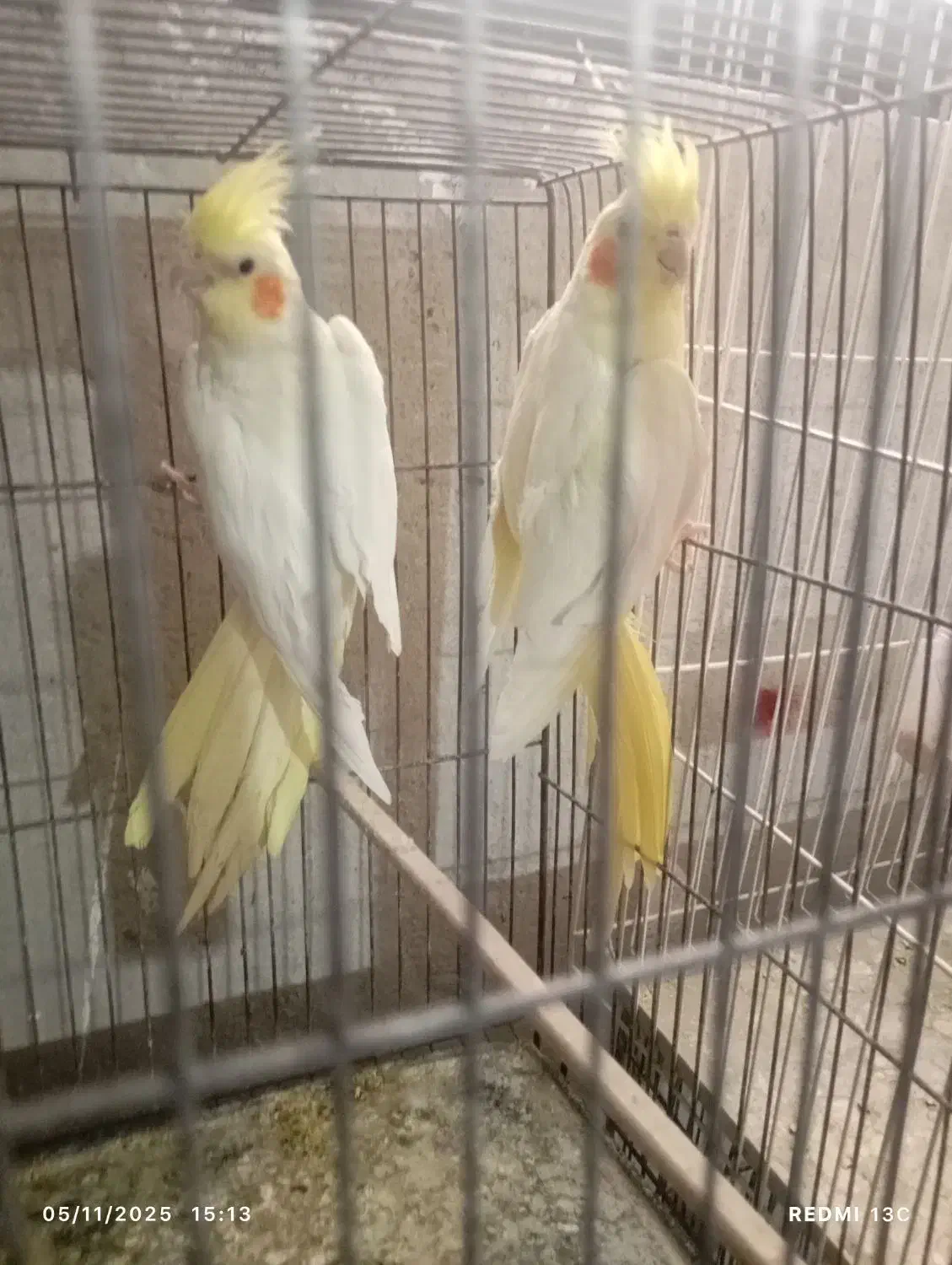 عروس هلندی|پرنده|سمنان, |دیوار