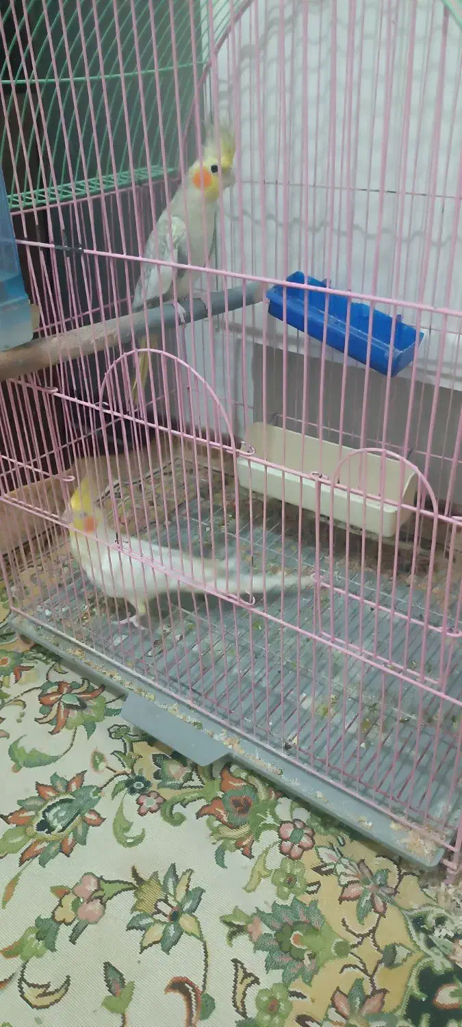 یک جفت عروس هلندی بالغ نروماده|پرنده|سهند, |دیوار