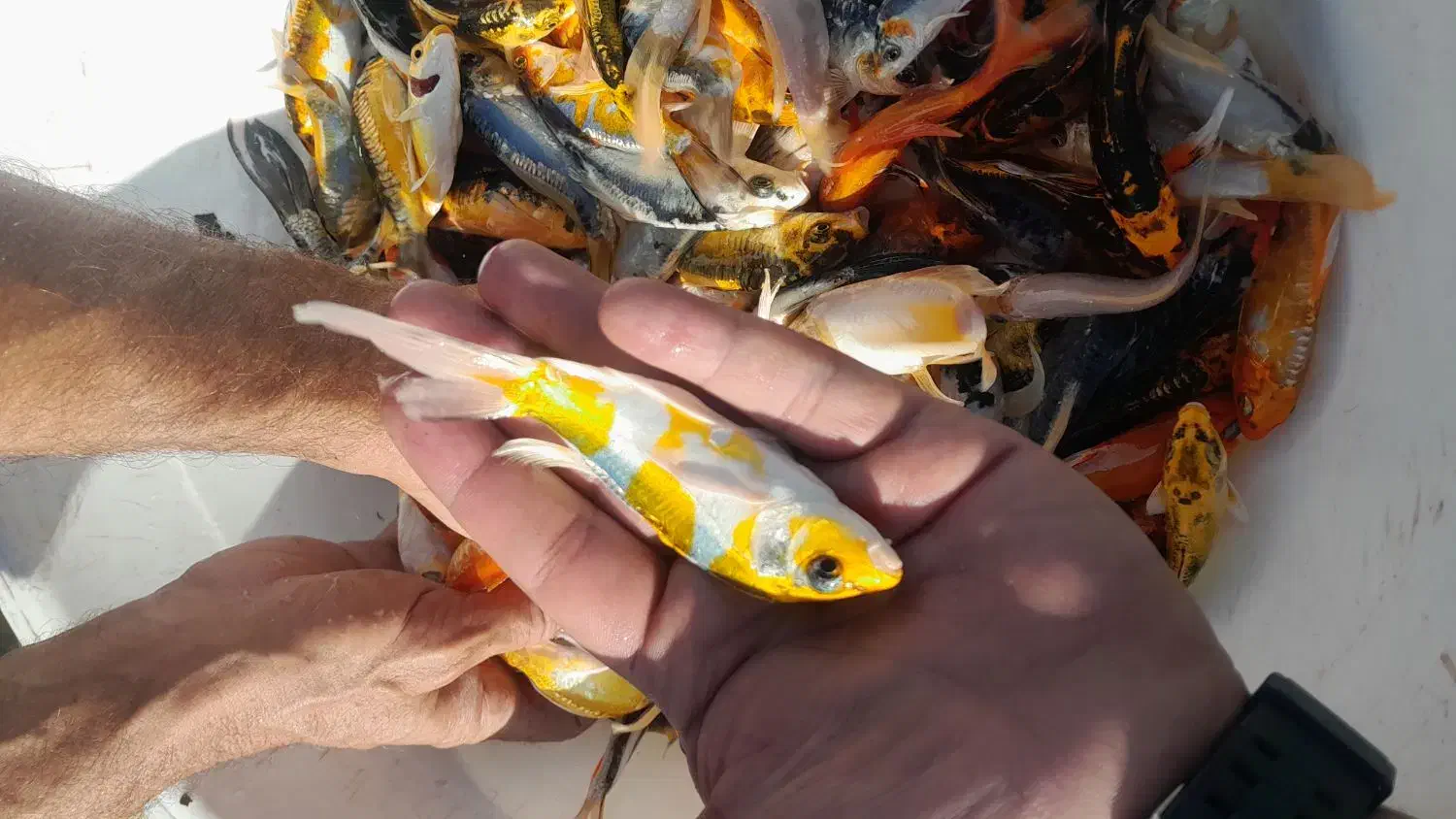 پخش ماهی کوی سوپر بالا در اصفهان|ماهی|خمینیشهر, |دیوار