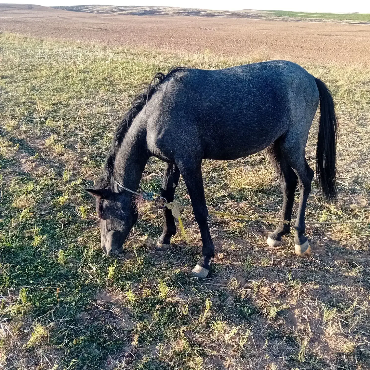کره اسب کورد نریان|اسب و تجهیزات اسب‌سواری|زنجان, |دیوار