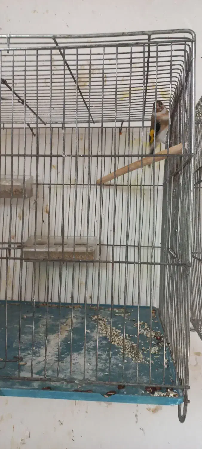 سهره|پرنده|مراغه, |دیوار