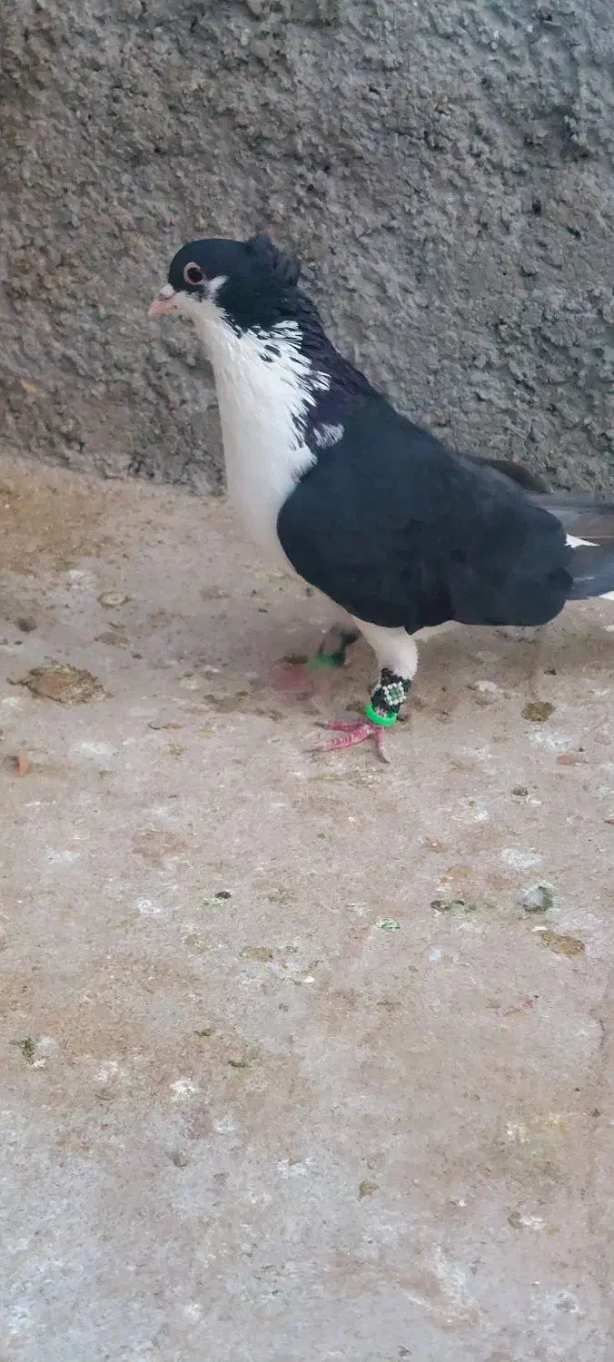 ساده کاکل|پرنده|زاهدان, |دیوار