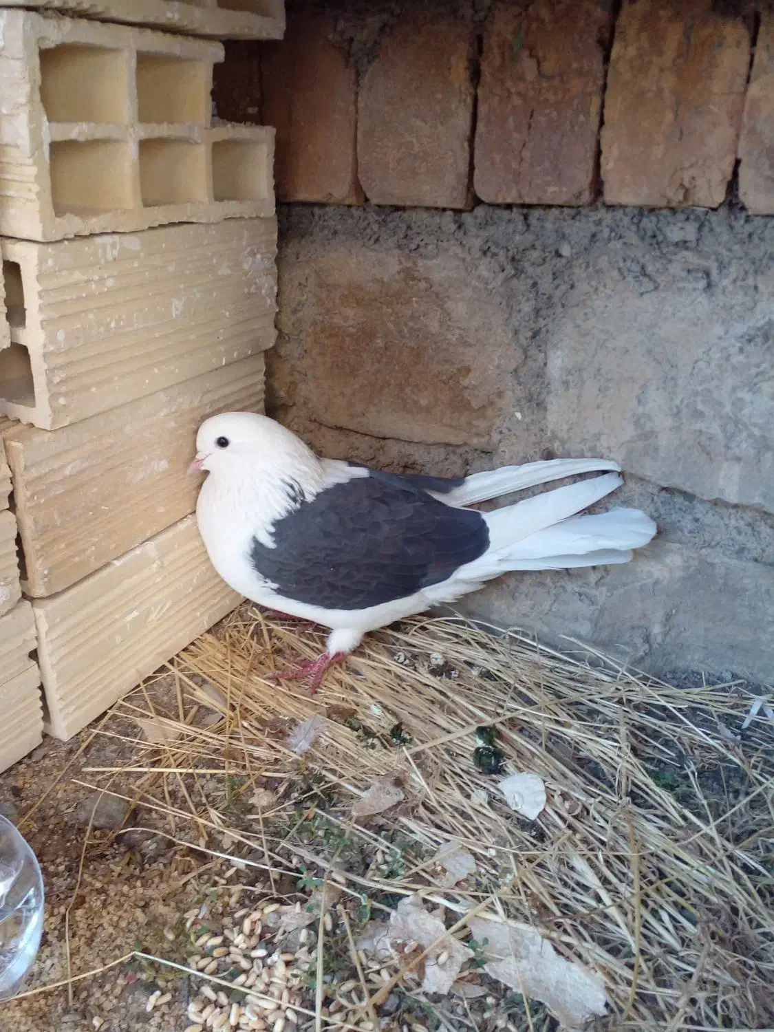 کبوتر شاه پر پرشی|پرنده|سیلوانه, |دیوار