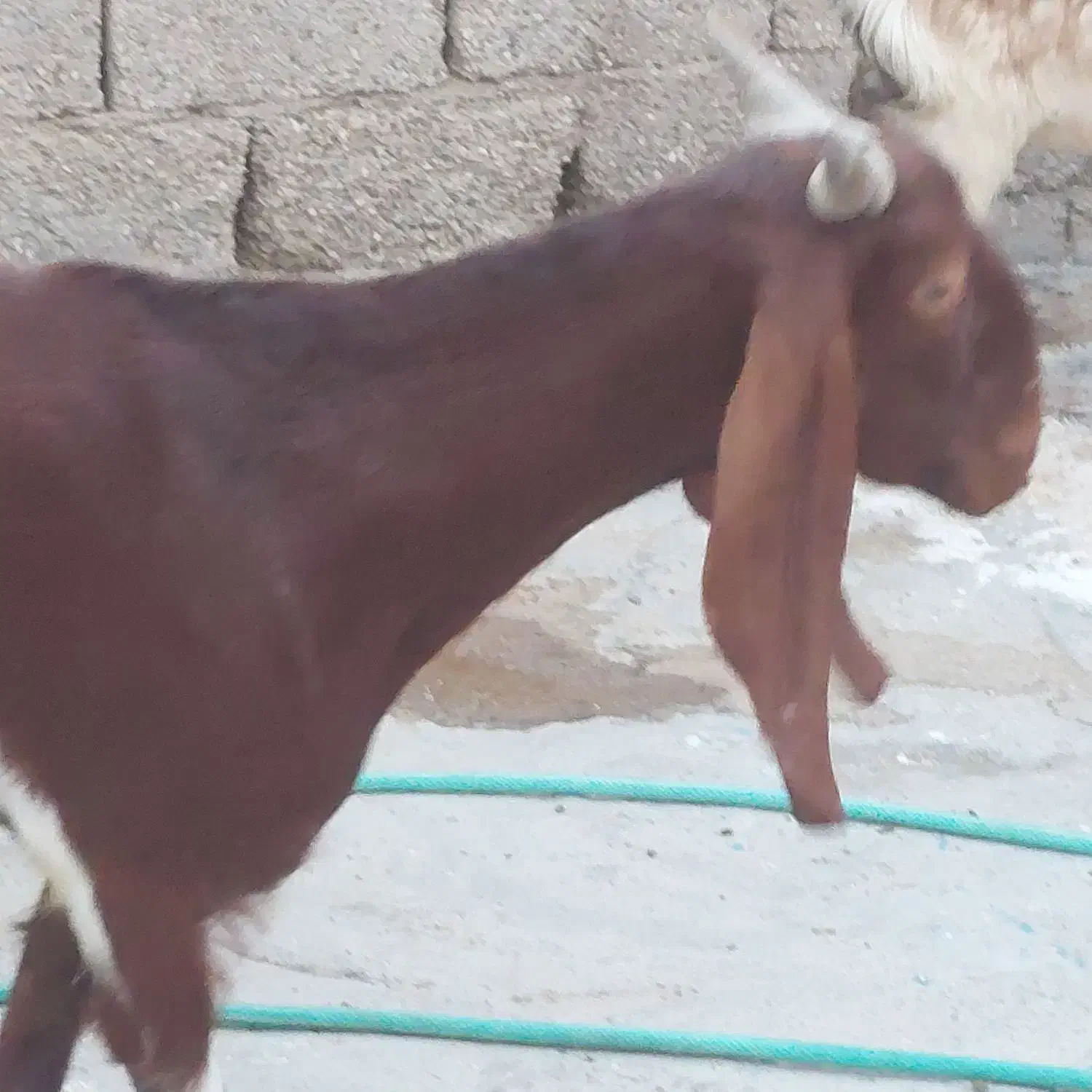 فروش بز وپازن|حیوانات مزرعه|بندر دیر, |دیوار