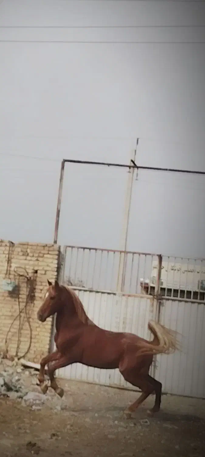 اسب نریان|اسب و تجهیزات اسب‌سواری|ارومیه, |دیوار