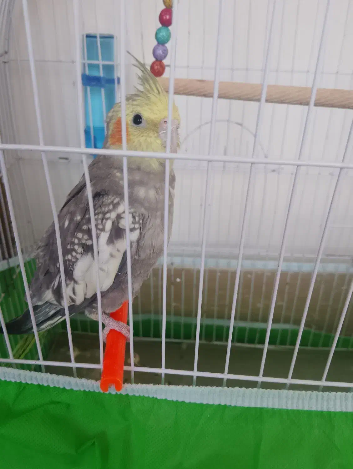 عروس هلندی|پرنده|تربتحیدریه, فتح المبین|دیوار