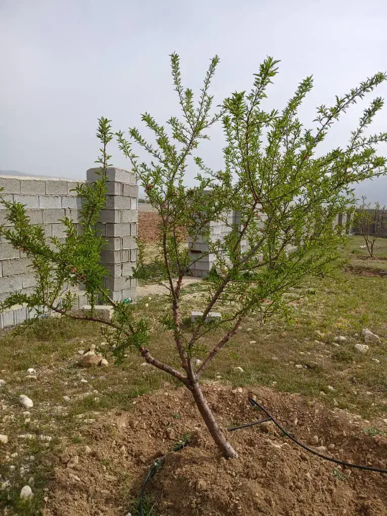 باغچه دشت ارژن|فروش زمین و ملک کلنگی|برازجان, |دیوار