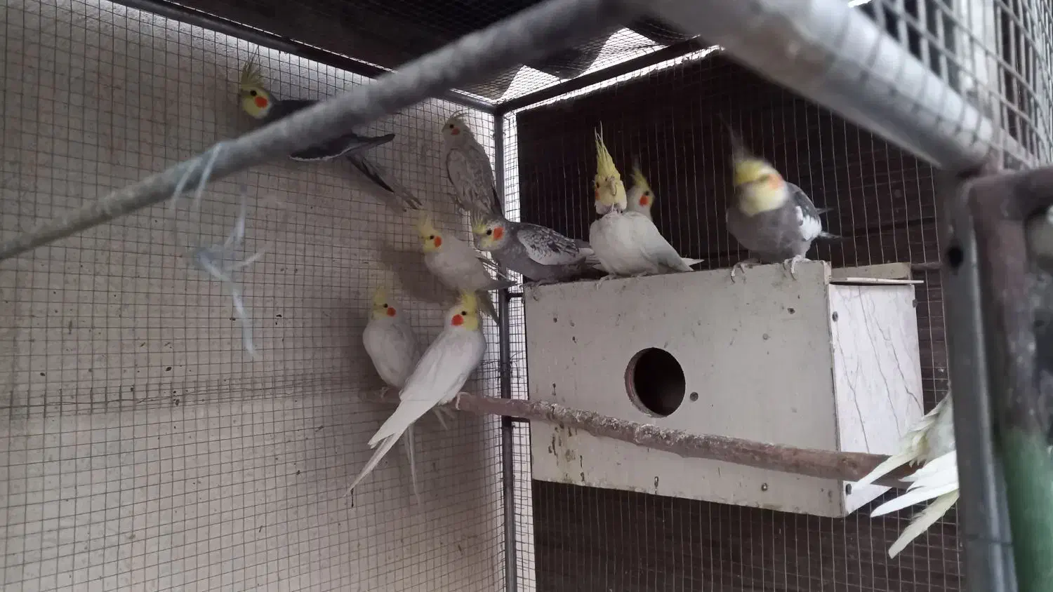 ۹عددعروس هلندی نروماده|پرنده|برخوار, |دیوار