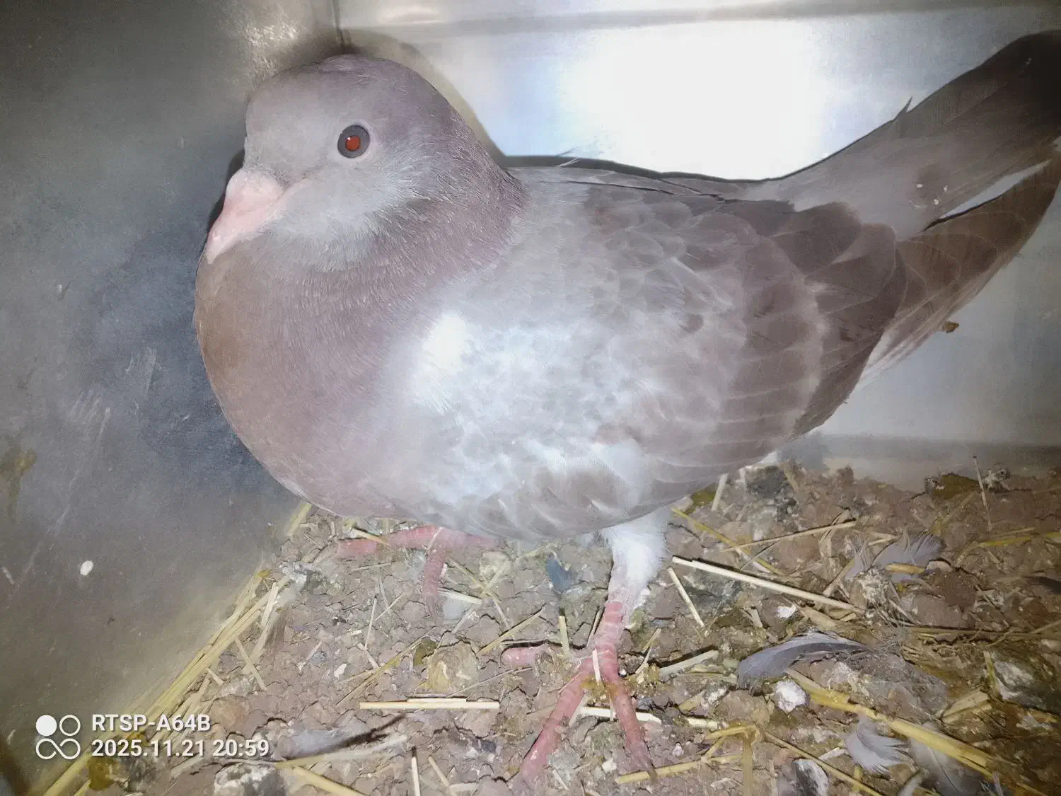 10 تا کفتر 2 میل یون|پرنده|سیلوانه, |دیوار