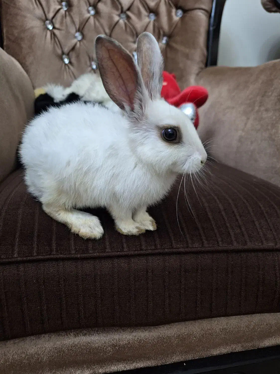 خرگوش نژاد نیوزیلندی|موش و خرگوش|پردیس, فاز ۱۱|دیوار