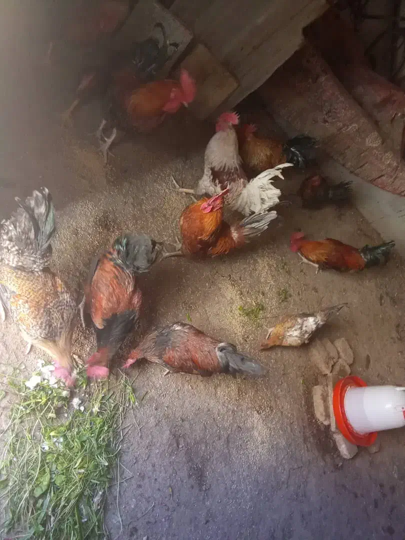 خروس|حیوانات مزرعه|نهاوند, |دیوار