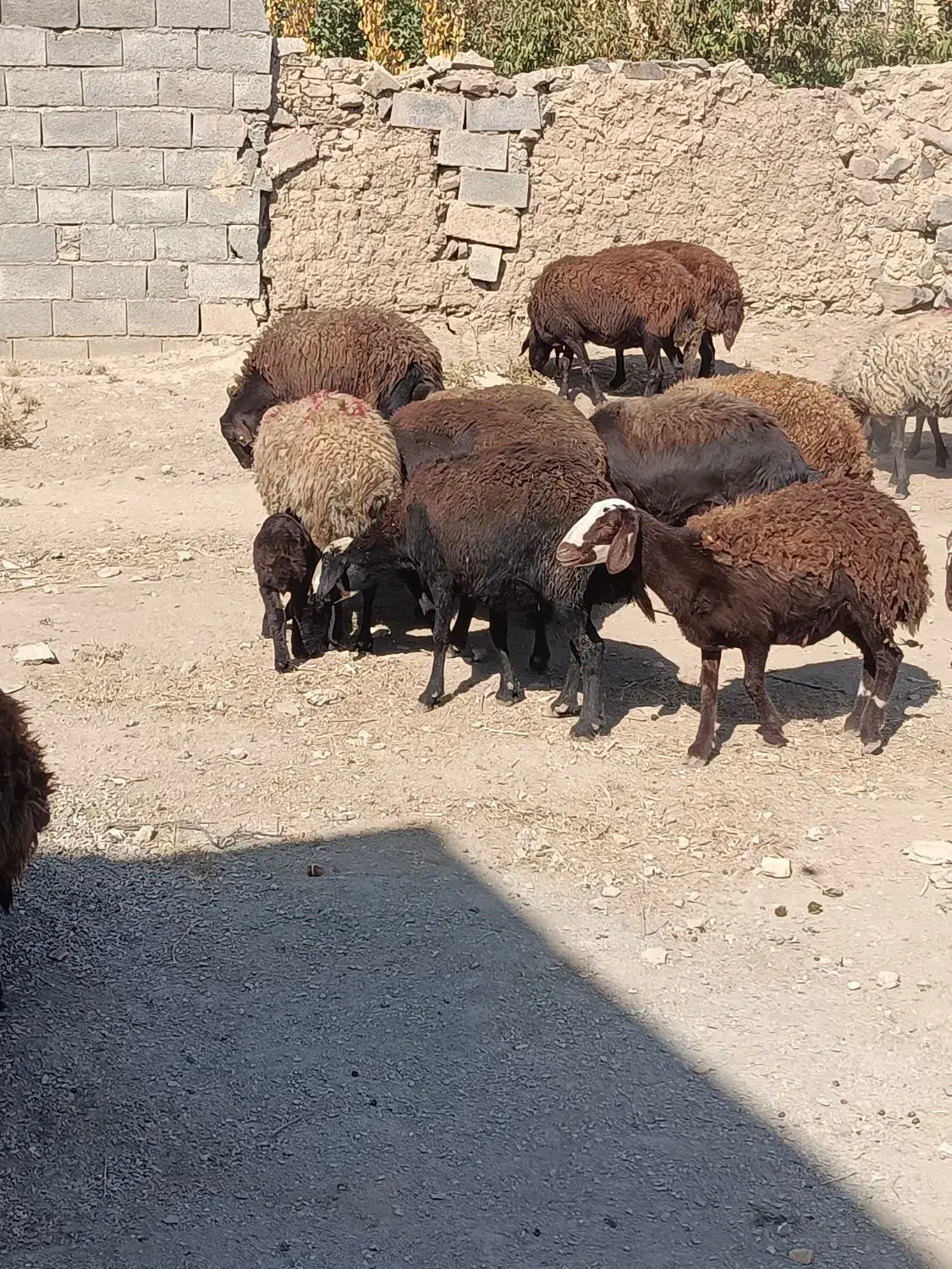 میش غزل|حیوانات مزرعه|قره چای, |دیوار