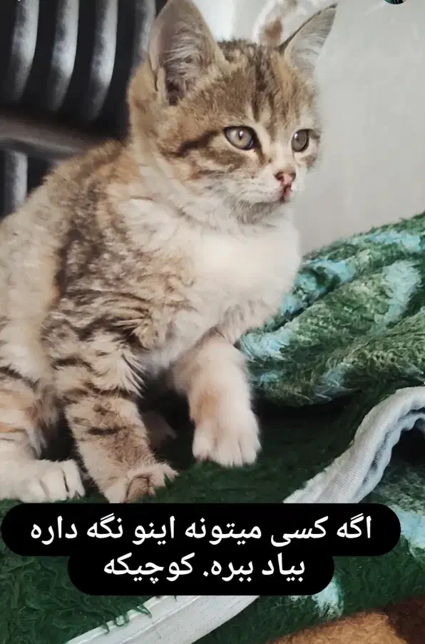 واگذاری بچه گربه دو ماه|گربه|فردوس (خراسان), |دیوار