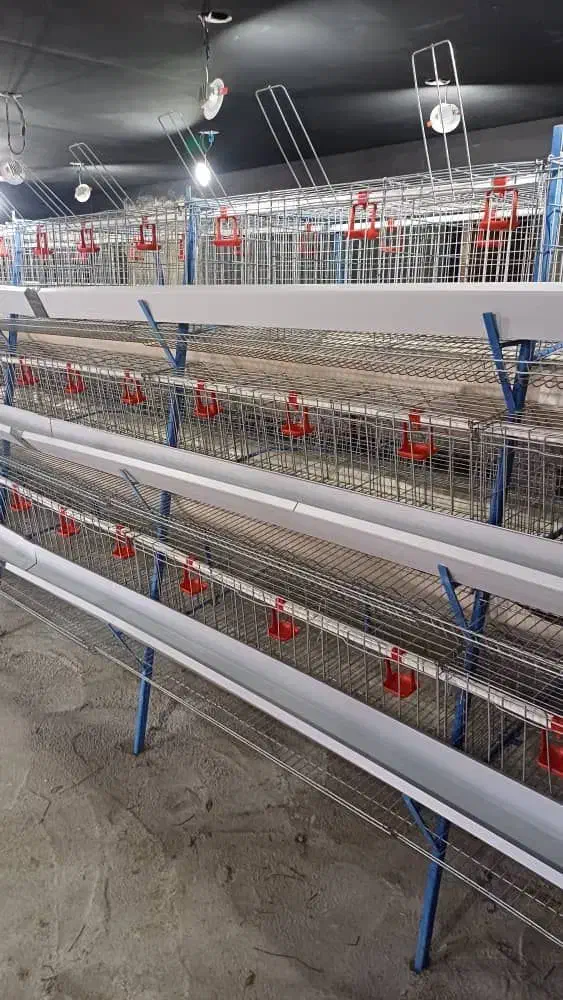 قفس مرغ تخم گذار|فروشگاه و مغازه|قزوین, |دیوار