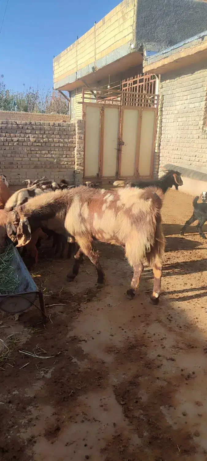 نر بز ارتشی|حیوانات مزرعه|کوهدشت, |دیوار