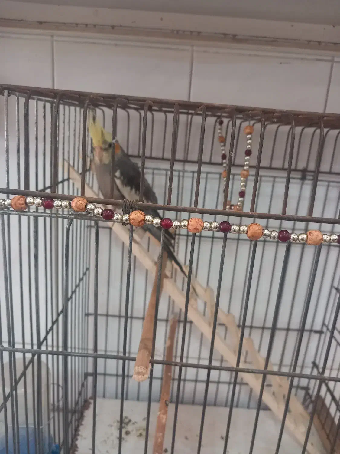 یکعددعروس هلندی دستی ۳ ماه با قفس ۹۵۰ تومن|پرنده|شاهینشهر, فردوسی|دیوار