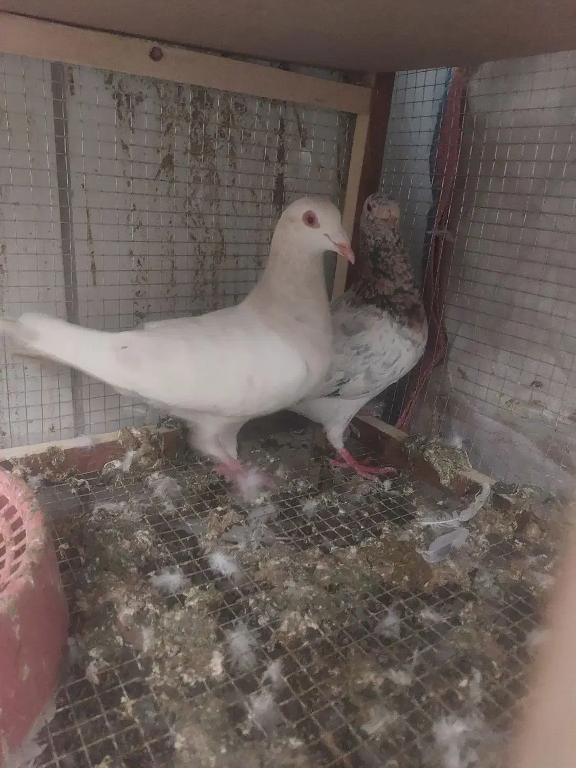 جفت سرور|پرنده|سیرجان, |دیوار