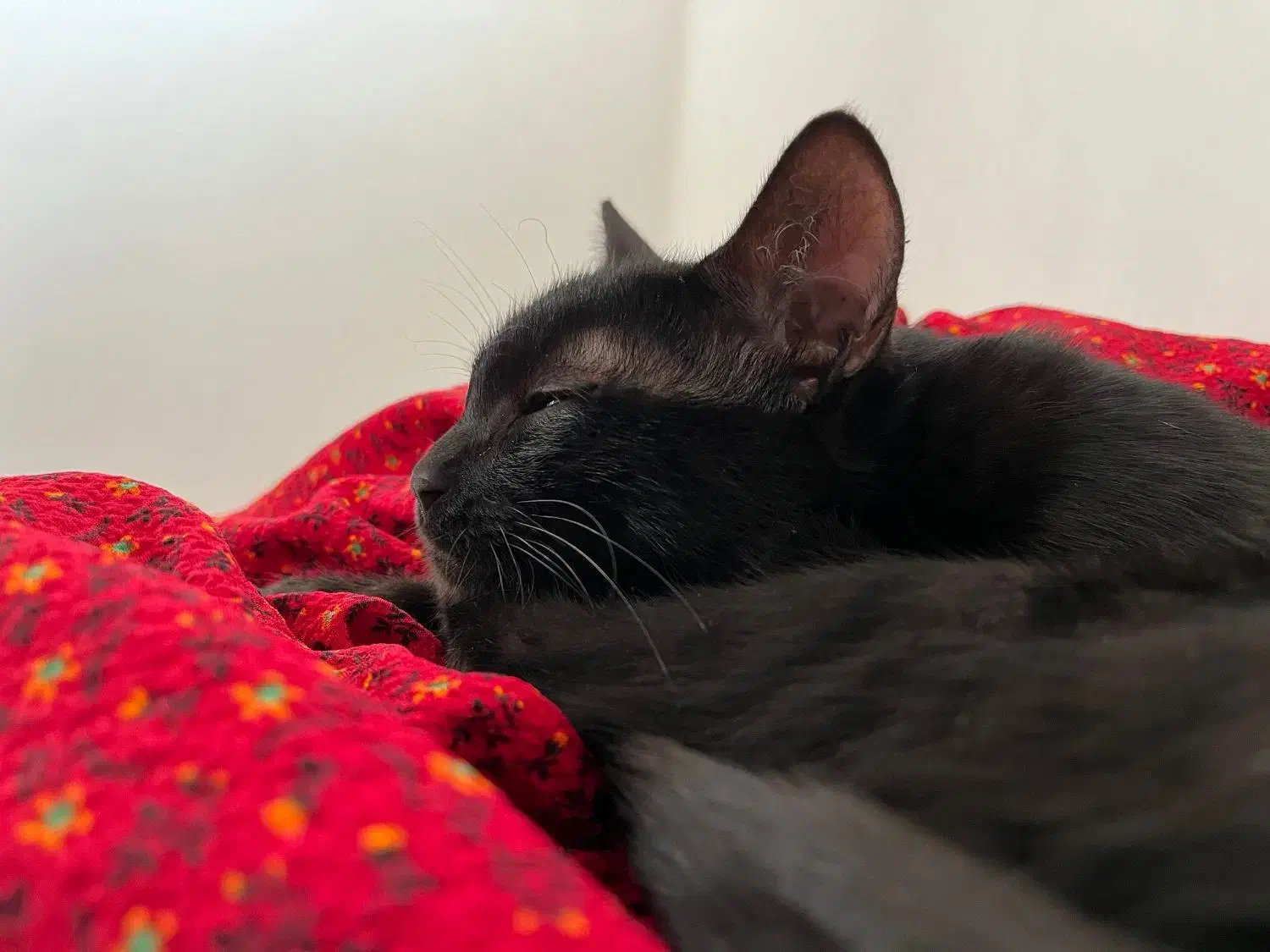 واگذاری گربه ماده 6ماهه|گربه|مسجد سلیمان, |دیوار