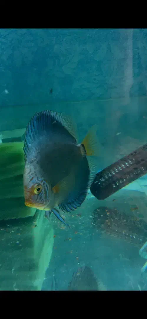 سلام یک جفت ماهی مولد دیسکس پنچ اینچ|ماهی|کدکن, |دیوار