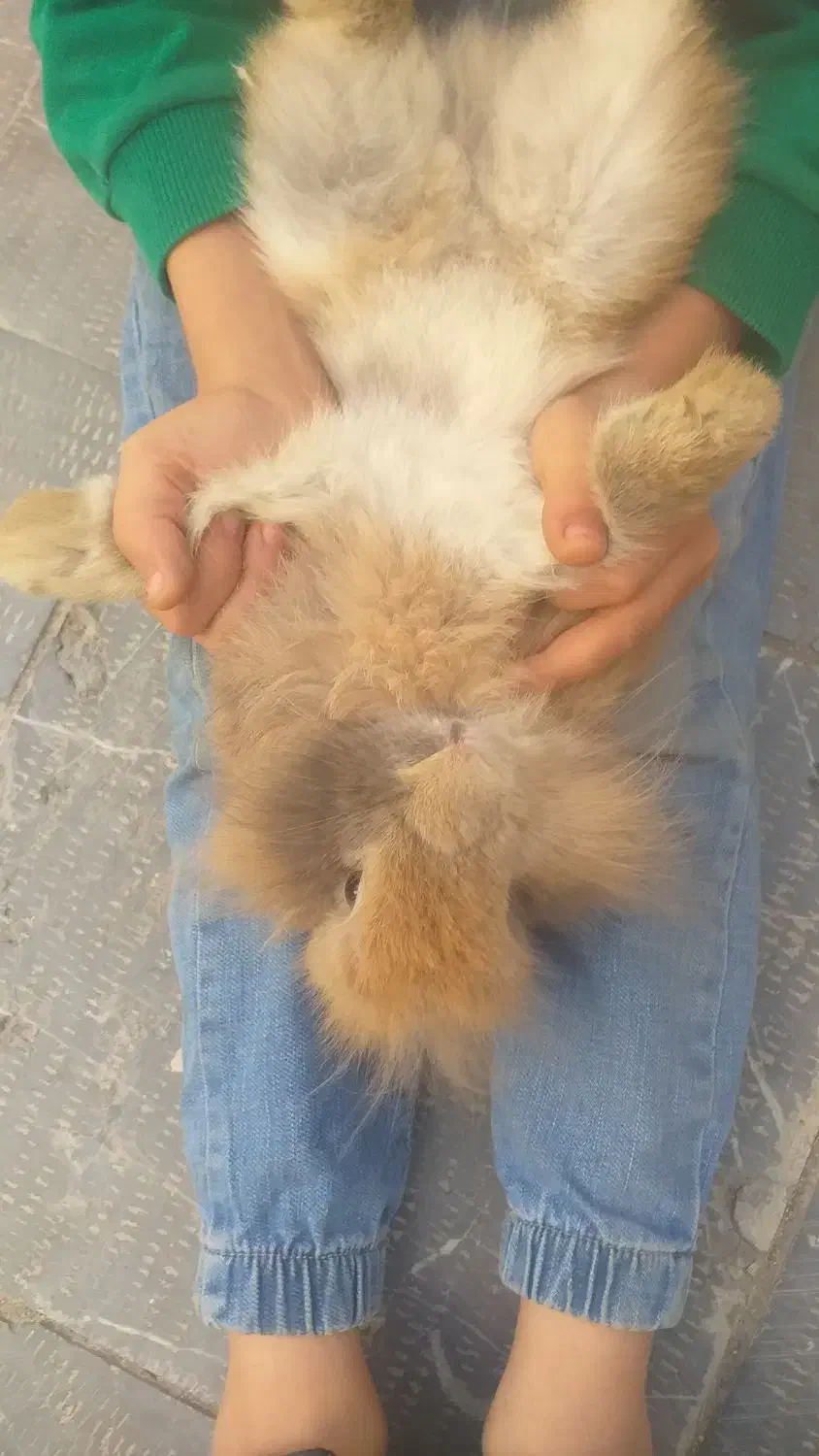 یک عدد خرگوش نر قهوه ای نژاد هلندی بالغ|موش و خرگوش|اردبیل, |دیوار