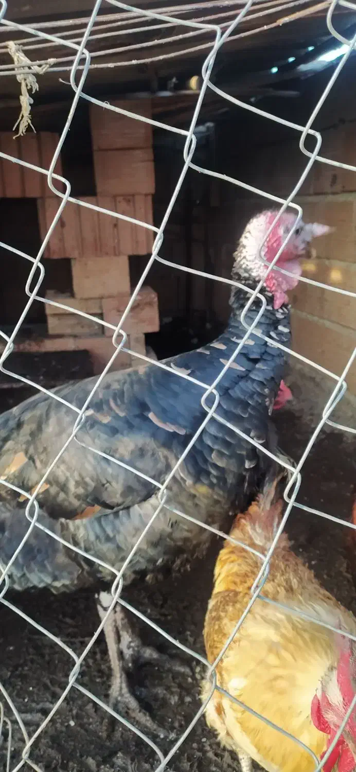 غاز. بوغلمون. خروس دو رگ.|حیوانات مزرعه|گنبد کاووس, |دیوار