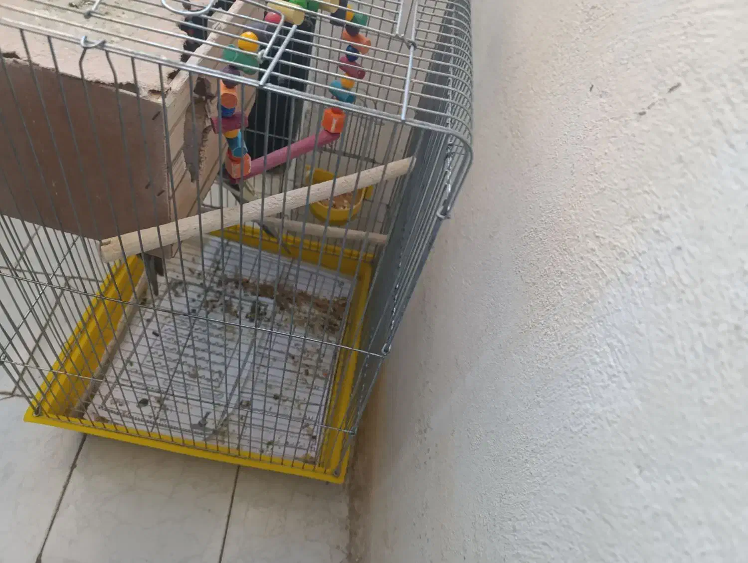 جفت نرو ماده عروس هلندی|پرنده|پاکدشت, پاکدشت (مامازند)|دیوار