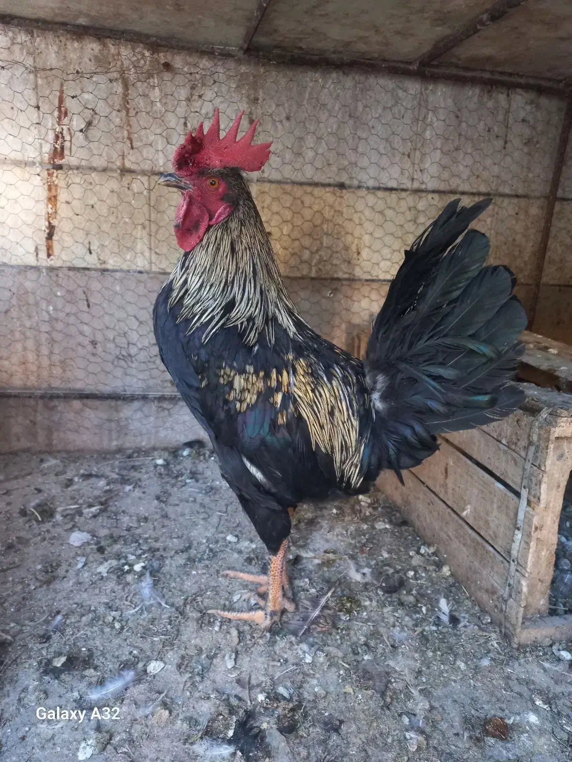 خروس سیاه|حیوانات مزرعه|فرخ‌شهر, |دیوار