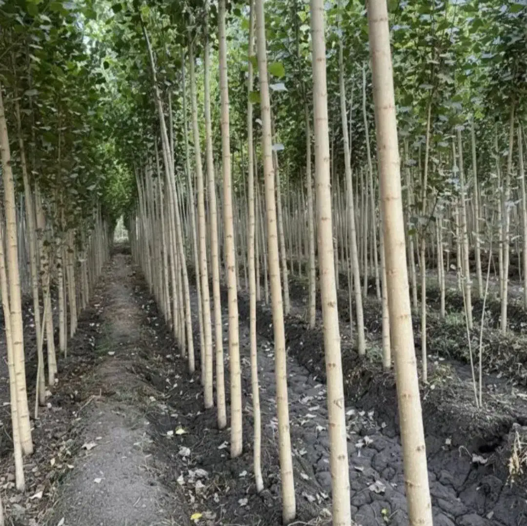 نهالستان فروش انواع درخت میوه بادام گردو|خدمات باغبانی و درختکاری|مرودشت, بهارستان|دیوار