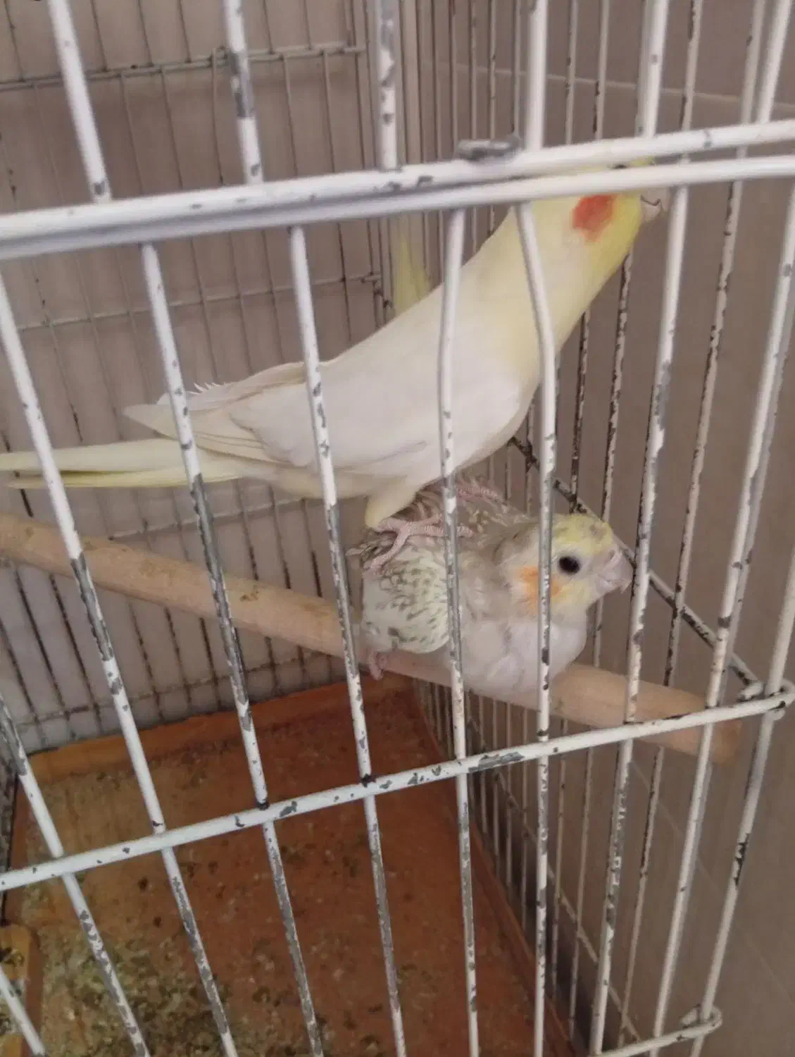 جفت عروس|پرنده|سمنان, |دیوار