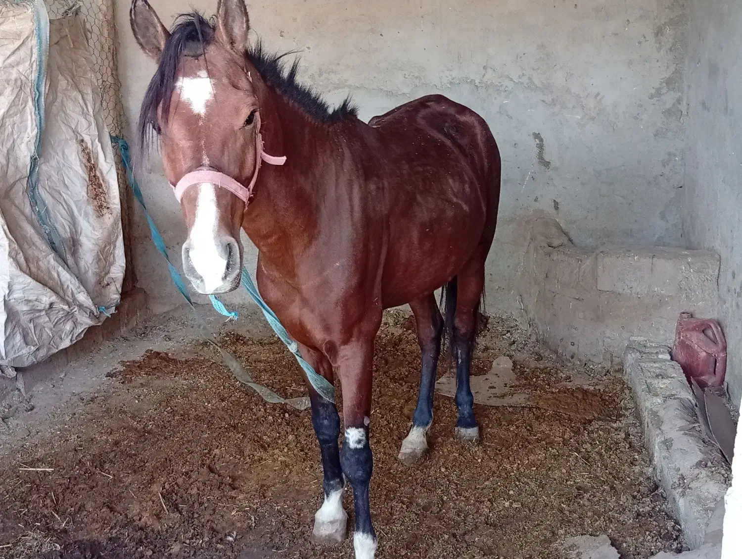 اسب|اسب و تجهیزات اسب‌سواری|رامشیر, |دیوار