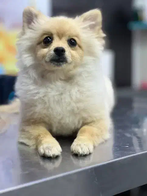 پامرین|سگ|شاهینشهر, شهرک گلدیس|دیوار