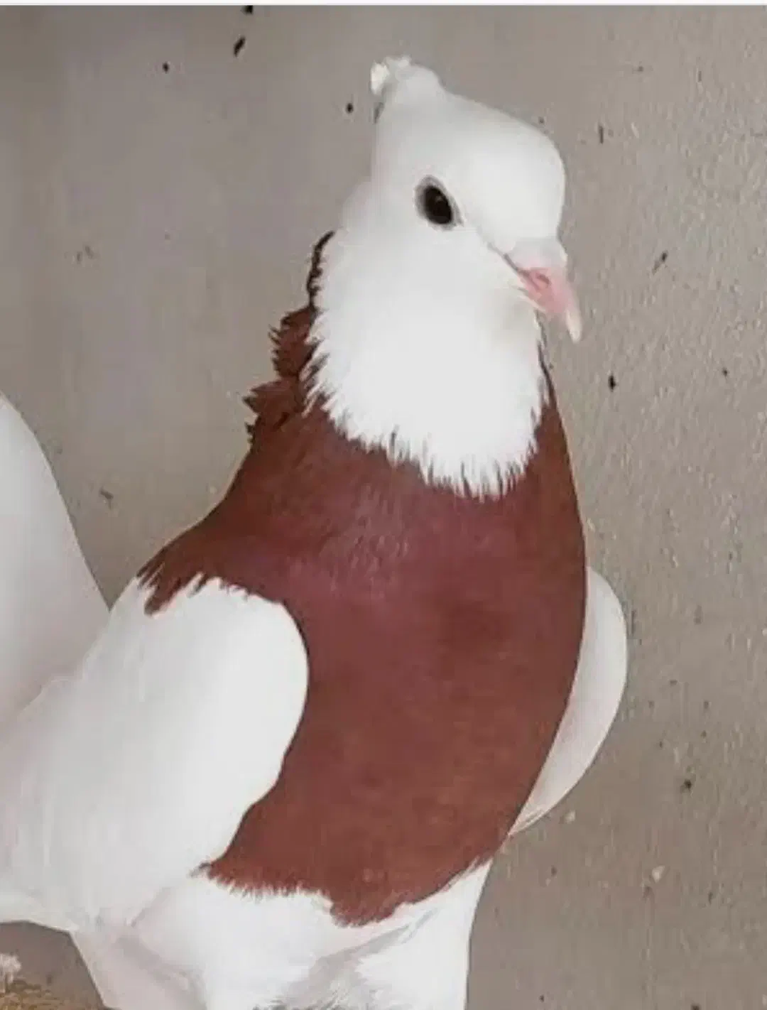 کبوتر طوقی|حیوانات|مبارکه, |دیوار