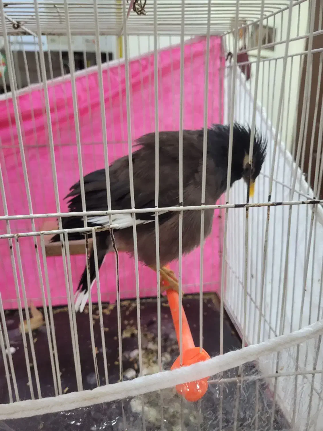 مرغ مینا|پرنده|گلبهار, شهر جدید گلبهار|دیوار