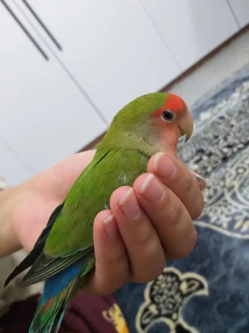 طوطی کوتوله ماده بالغ|پرنده|کرمان, |دیوار