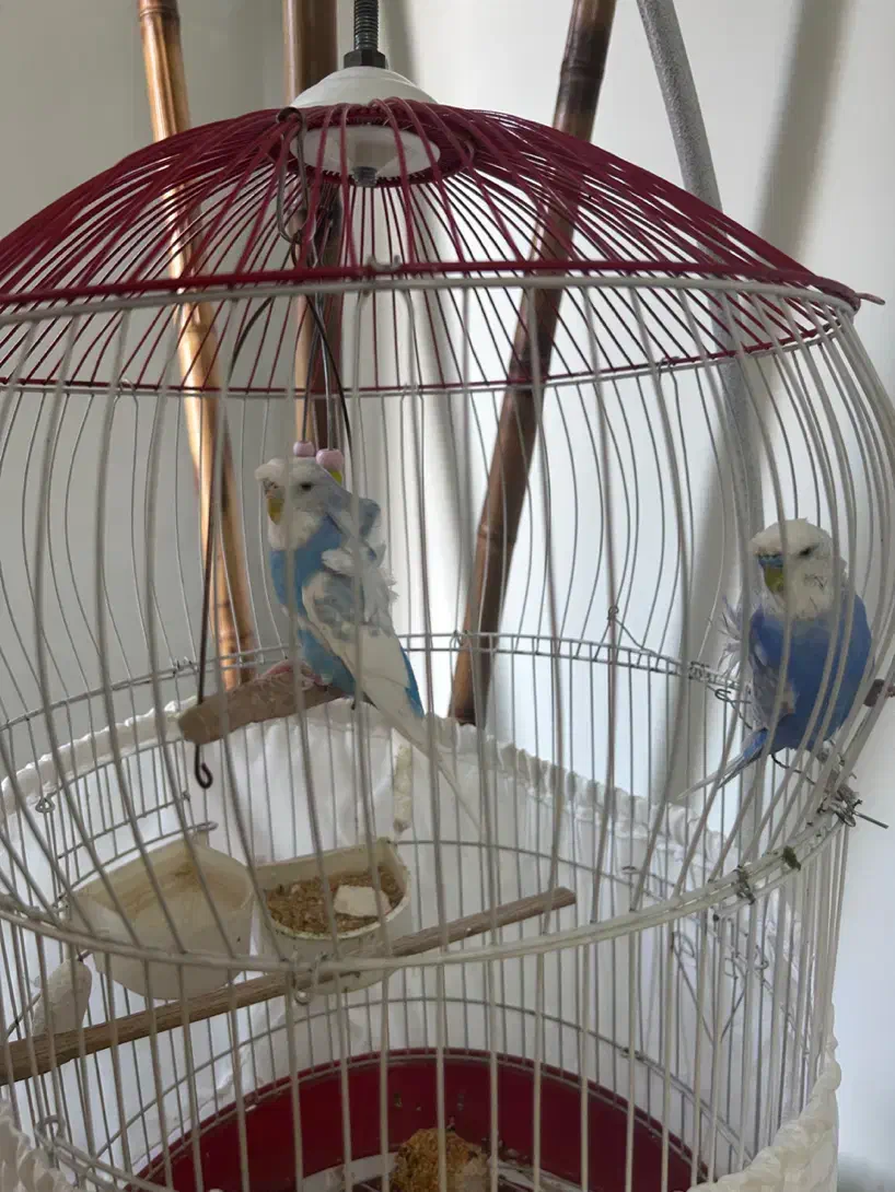 مرغ عشق پروانه ای|پرنده|شهریار, شهریار|دیوار