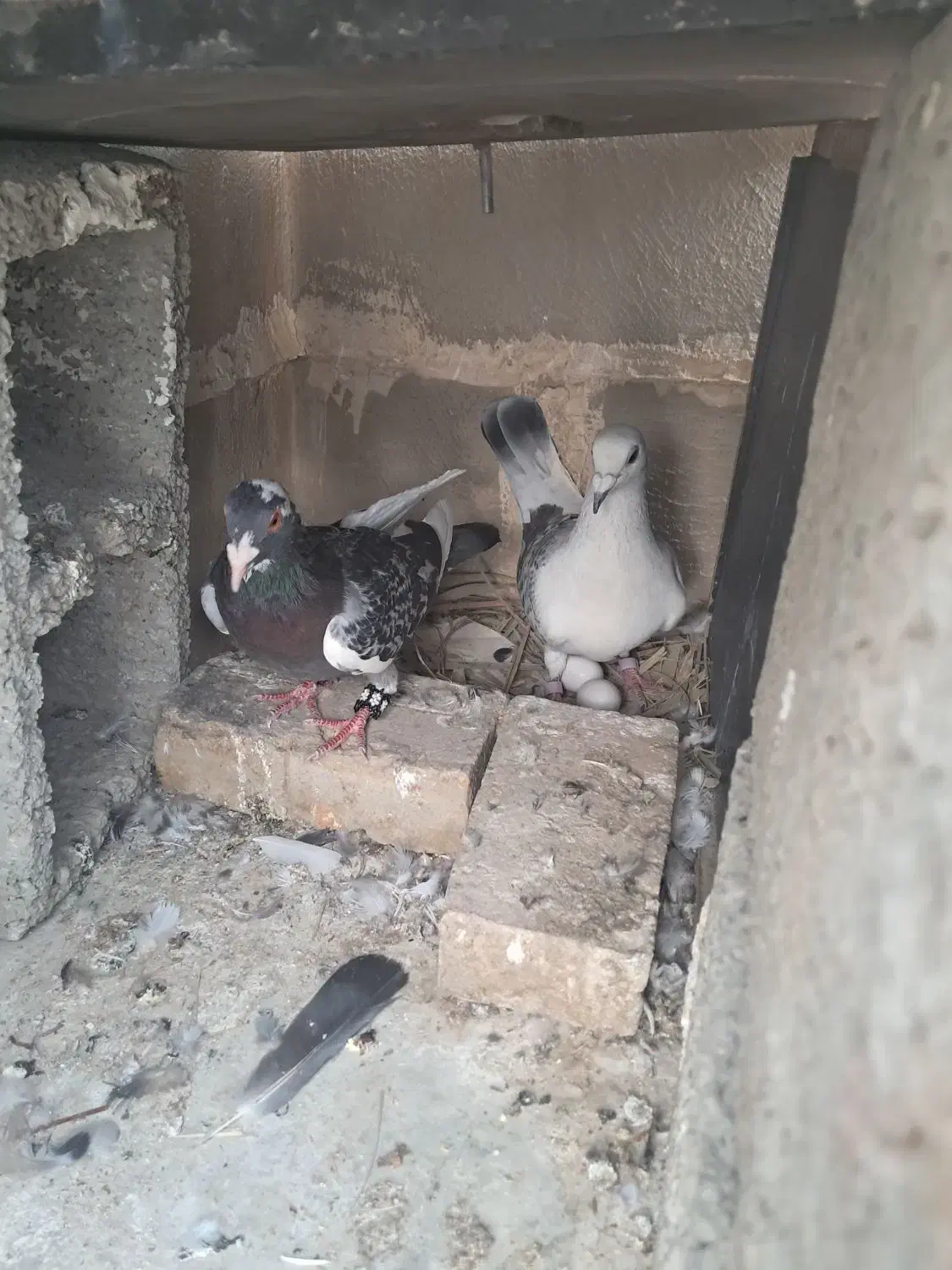 کبوترپلاکی|پرنده|سراوان, |دیوار