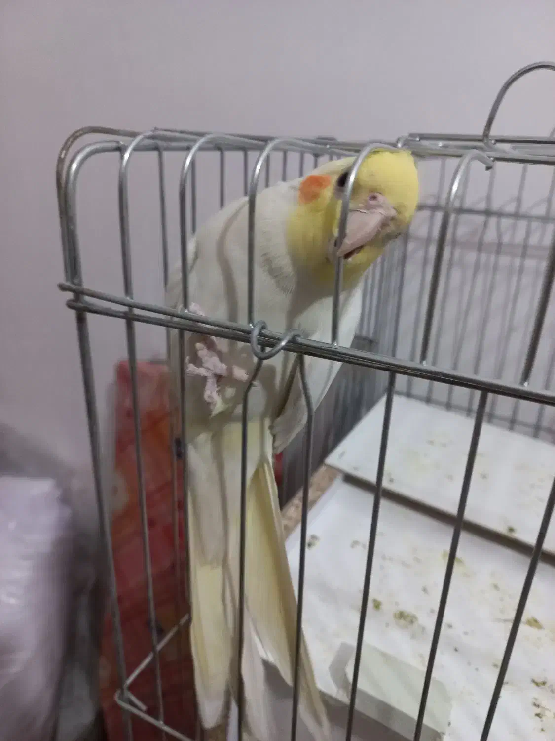 جفت عروس هلندی|پرنده|رفسنجان, |دیوار