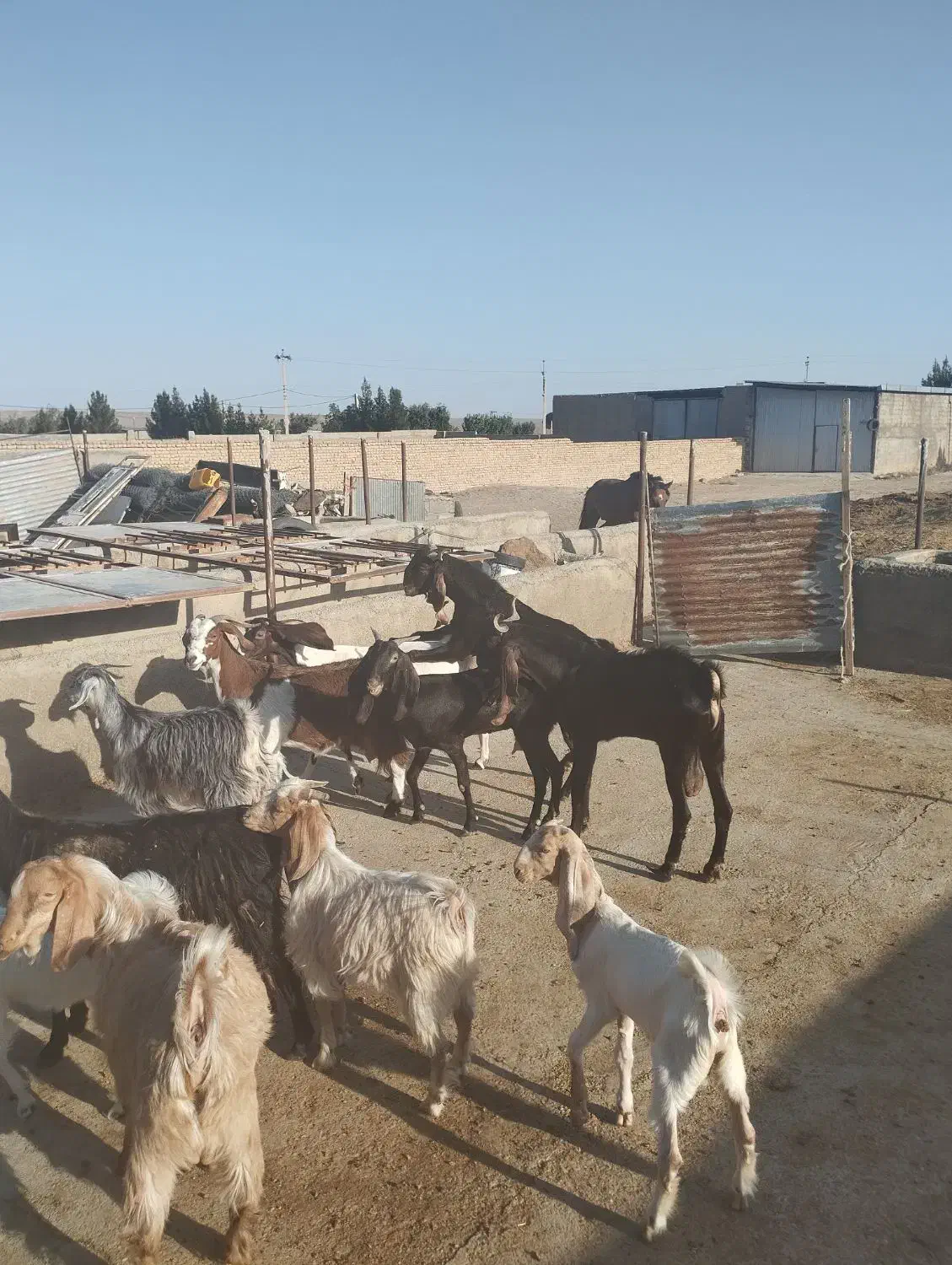 دو عدد کل کاهار کاموری مست|حیوانات مزرعه|شهمیرزاد, |دیوار