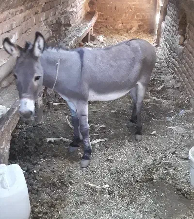 الاغ|حیوانات مزرعه|کاشان, شمس آبادی|دیوار